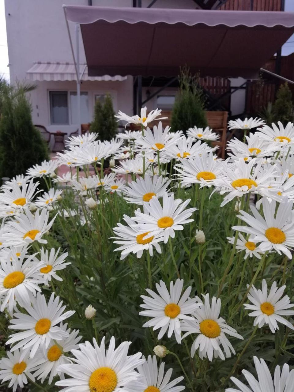 Collias Hotel Horezu Exterior photo